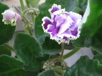 Louisiana Lullaby9436.webp