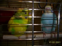 PIC_0805.webp