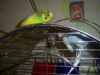 PIC_0803.webp