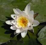 P1011416.jpg
