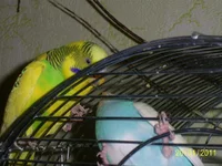 PIC_0808.webp