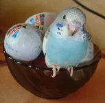 .webp