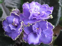 Blue Dragon9464.webp