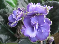 Blue Dragon_9460.webp