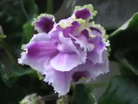Louisiana Lullaby9466.webp