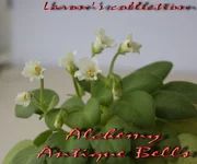 Alchemy Antique Bells.webp