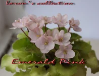 Emerald Pink.webp
