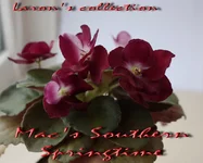 Mac's Southern Springtime.webp