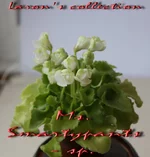 Ms. Smartypants-sport.webp