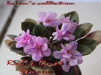 Rob's Dust Storm.webp