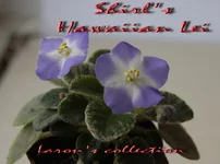 Shirl's Hawaiian Lei.webp
