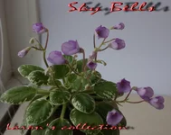 Sky Bells.webp