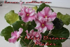 Ness Dream Maker.webp