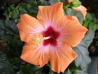 HIB SAFRAN - Hodnik.webp