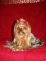 DSC08610_thumb.webp