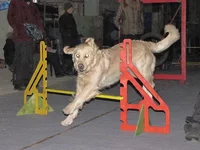 IMG_5325_1.jpg