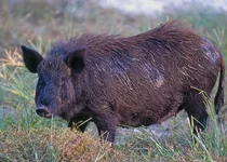 WildPig463.webp