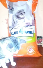 .webp