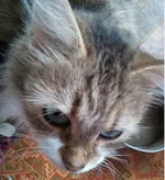 .webp