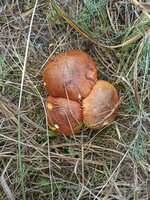 IMG_20231005_130627.jpg