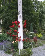 IMG_20231010_061847.webp