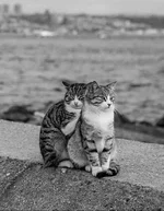 Screenshot_1cat.webp