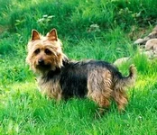 australianterrier7.webp