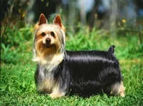 Australian_Silky_Terrier_-_059319_P.jpg
