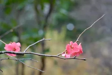 _DSC8602a_resize.webp