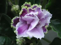 Louisiana Lullaby9447llll.webp