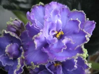 Blue Dragon_9462.webp