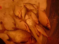 DSC00104.webp