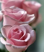 0_af1b9_c747de7d_L.webp