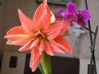 +фал.webp