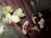 100_4459.webp