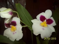 100_2729.webp