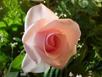 .webp