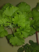 DSC01362.webp