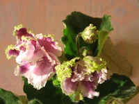 Louisiana Lullaby9573.webp