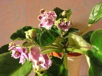 Louisiana Lullaby9574.webp