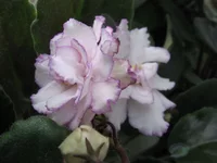 Fredette’s Sweet Jenny _9533lll.webp