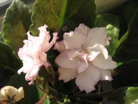 Fredette’s Sweet Jenny _9567lll.webp