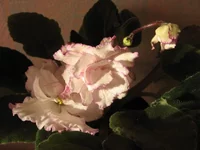 Fredette’s Sweet Jenny _9569lll.webp