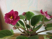 -День победы_9552lll.webp