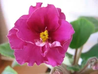 -День победы_9555lll.webp