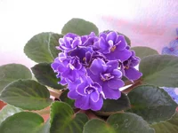 _голубая полумини_9562lll.webp