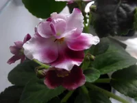 Mac's Southern Springtime 1.webp