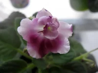 Mac's Southern Springtime 2.webp