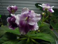 Mac's Southern Springtime 3.webp