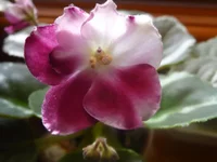 Mac's Southern Springtime 010.webp